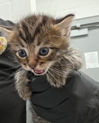 Shelter Stray Male Cat last seen Midwest City, 8485 E Reno Ave, Midwest City, OK 73110, USA