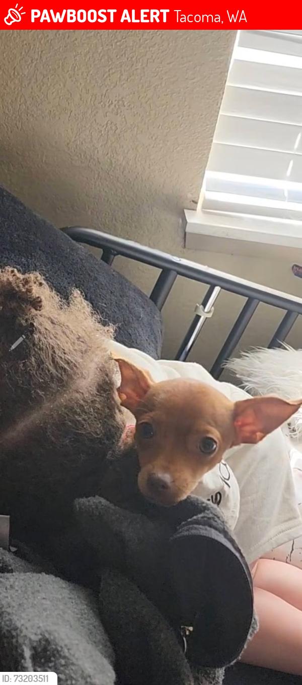 Lost Male Dog last seen Near s fife st Tacoma wa 98409, Tacoma, WA 98409
