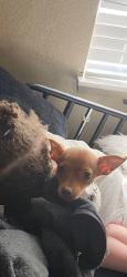 Lost Male Dog last seen Near s fife st Tacoma wa 98409, Tacoma, WA 98409