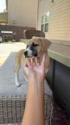 Found/Stray Female Dog last seen Seckinger High School, Sardis Church Rd, GA 30519