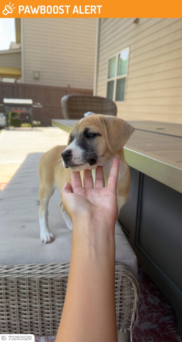 Found/Stray Female Dog last seen Seckinger High School, Sardis Church Rd, GA 30519