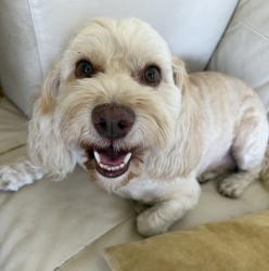 Reunited Male Dog last seen Pacific coast highway and Pearl Redondo Beach, Redondo Beach, CA 90277