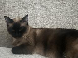 Reunited Female Cat last seen South Waco and Mt Vernon St, Wichita, KS 67213