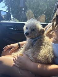 Reunited Male Dog last seen Between 9th and 19th Street, Los Angeles, CA 90732