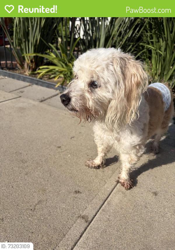 Reunited Unknown Dog last seen C St, Colton, CA 92324