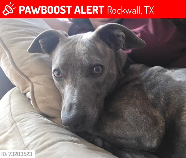 Lost Female Dog last seen Rockwall high school, Rockwall, TX 75087