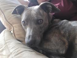 Lost Female Dog last seen Rockwall high school, Rockwall, TX 75087