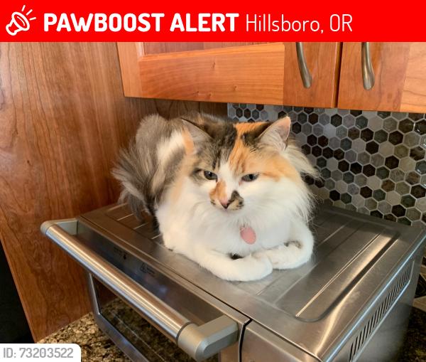 Lost Female Cat last seen Century High School, Hillsboro, OR 97124