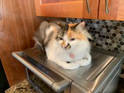 Lost Female Cat last seen Century High School, Hillsboro, OR 97124