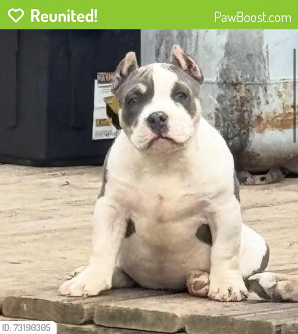 Reunited Female Dog last seen Aria and majestic by the plaza, Toledo, OH 43608