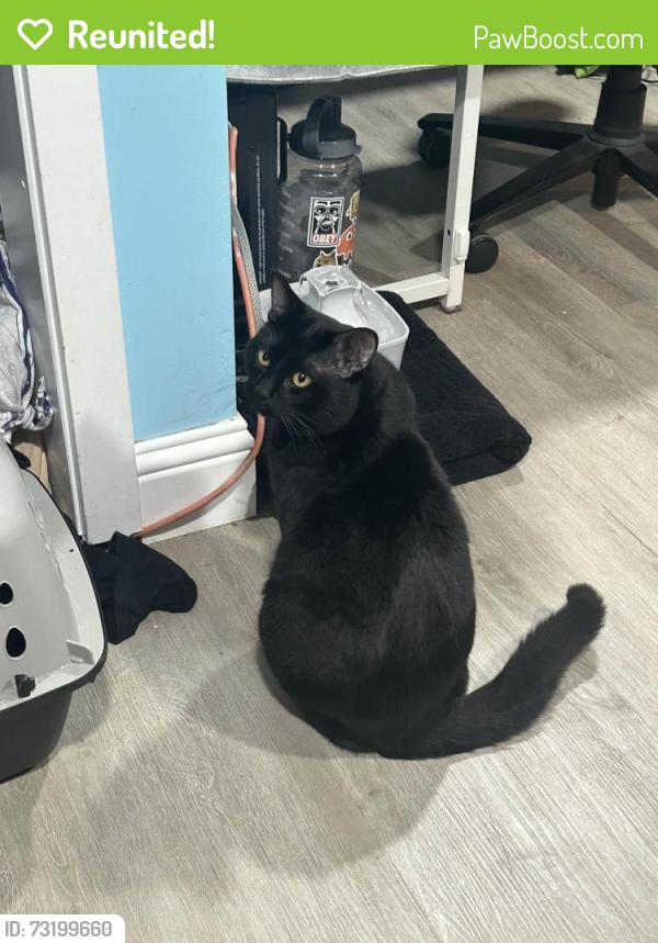 Reunited Male Cat last seen He was last seen on Berkshire drive in Everett wa, Everett, WA 98203
