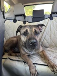 Found/Stray Male Dog last seen 48th St and Thomas, Phoenix, AZ 85008