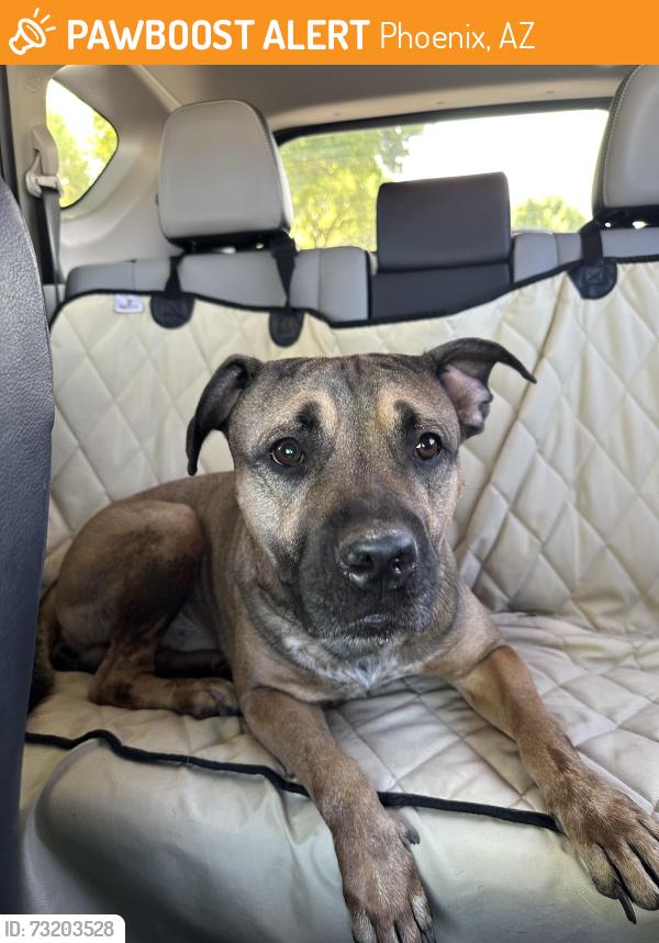 Found/Stray Male Dog last seen 48th St and Thomas, Phoenix, AZ 85008