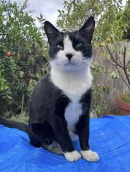 Lost Male Cat last seen Near San Ramon Dr, San Diego, CA 92126