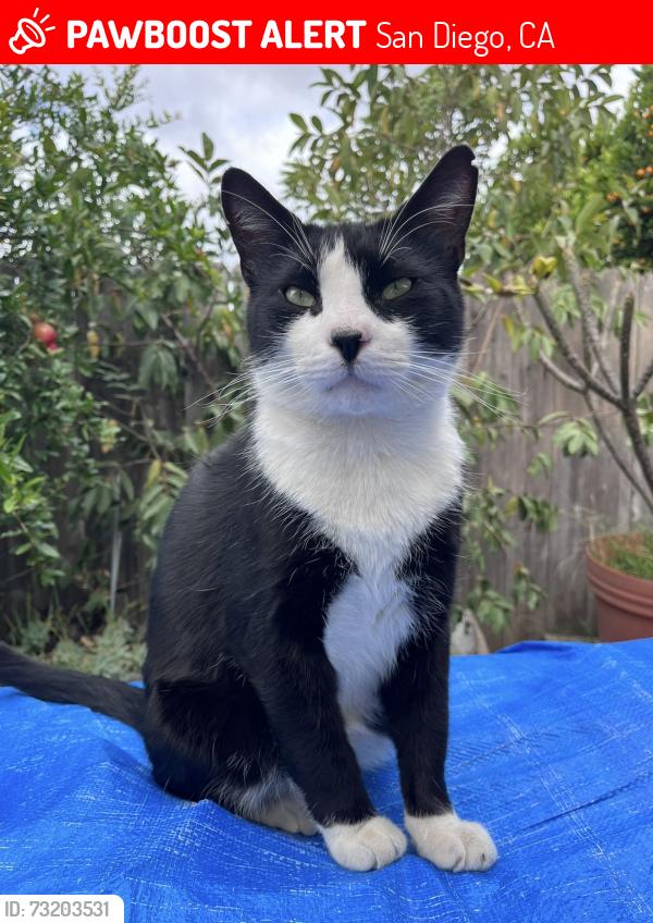 Lost Male Cat last seen Near San Ramon Dr, San Diego, CA 92126