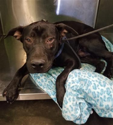 Shelter Stray Male Dog last seen , 1850 W 60th St, Los Angeles, CA 90047, USA