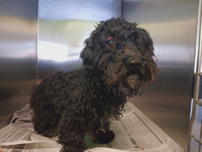 Shelter Stray Male Dog last seen , 1850 W 60th St, Los Angeles, CA 90047, USA