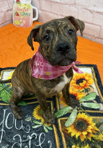 Shelter Stray Female Dog last seen Near BLOCK S FORT ST, DETROIT MI 48217, 7401 Chrysler Dr, Detroit, MI 48211, USA