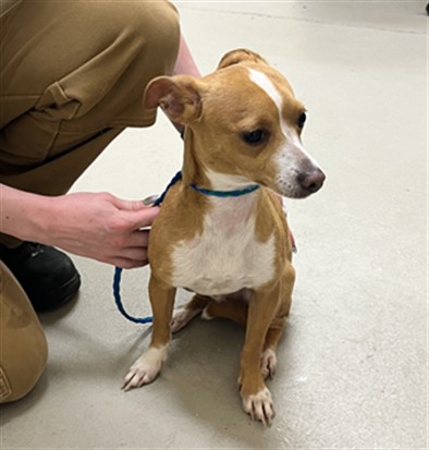Shelter Stray Male Dog last seen W LAKE MARY BLVD, 232 Eslinger Way, Sanford, FL 32773, USA