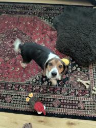 Reunited Male Dog last seen Old Gunn & Hinshaw, Chesterfield County, VA 23113