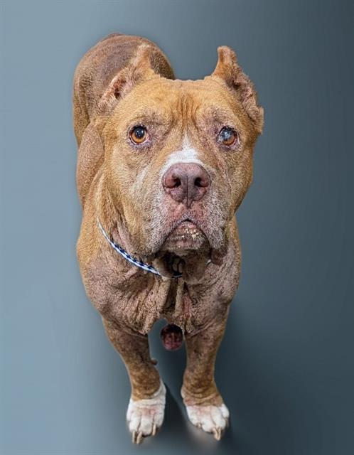 Shelter Stray Male Dog last seen NEAR 7600 HAMMOND BLVD, 2020 Forest St, Jacksonville, FL 32204, USA