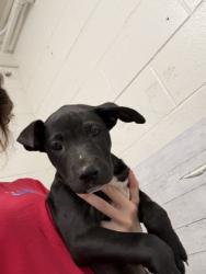 Shelter Stray Female Dog last seen WATERMAN X 3RD, 333 Chandler Pl, San Bernardino, CA 92408, USA