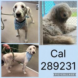 Shelter Stray Male Dog last seen CALHOUN ST LN, 4214 Fulton Mill Rd, Macon, GA 31216, USA