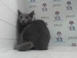 Shelter Stray Male Cat last seen , 2769 Conroy Rd, Orlando, FL 32839, USA