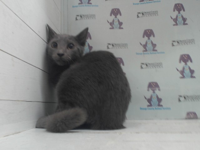 Shelter Stray Male Cat last seen , 2769 Conroy Rd, Orlando, FL 32839, USA