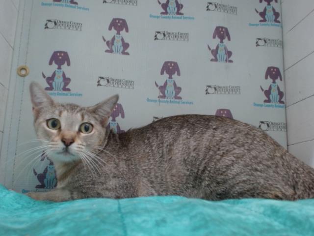 Shelter Stray Female Cat last seen , 2769 Conroy Rd, Orlando, FL 32839, USA