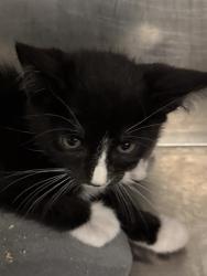 Shelter Stray Unknown Cat last seen Near BLOCK W ROBIN RD, 4522 W 3500 S, West Valley City, UT 84120, USA