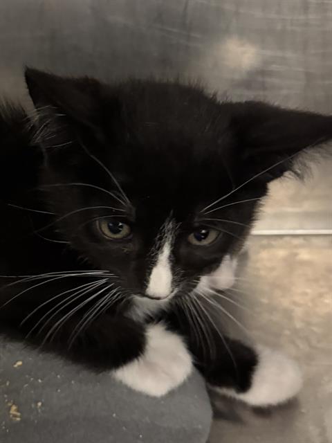 Shelter Stray Unknown Cat last seen Near BLOCK W ROBIN RD, 4522 W 3500 S, West Valley City, UT 84120, USA