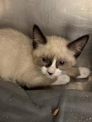 Shelter Stray Unknown Cat last seen Near BLOCK W ROBIN RD, 4522 W 3500 S, West Valley City, UT 84120, USA