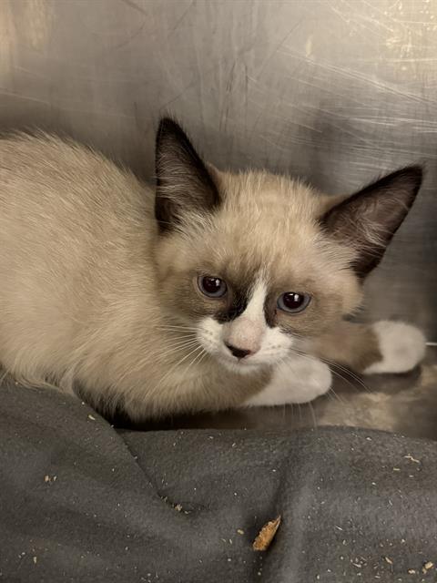 Shelter Stray Unknown Cat last seen Near BLOCK W ROBIN RD, 4522 W 3500 S, West Valley City, UT 84120, USA