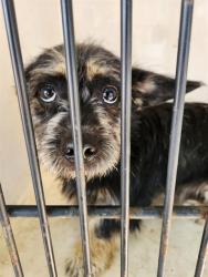 Shelter Stray Female Dog last seen JOHNSON RD, 4950 SW Triana Blvd, Huntsville, AL 35805, USA