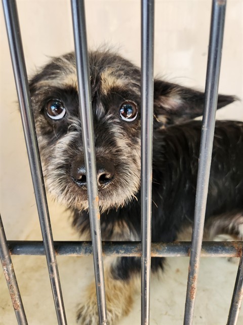 Shelter Stray Female Dog last seen JOHNSON RD, 4950 SW Triana Blvd, Huntsville, AL 35805, USA