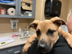 Shelter Stray Male Dog last seen Near BLOCK S HYDRAULIC AVE, WICHITA KS 67216, 3303 N Hillside St, Wichita, KS 67219, USA