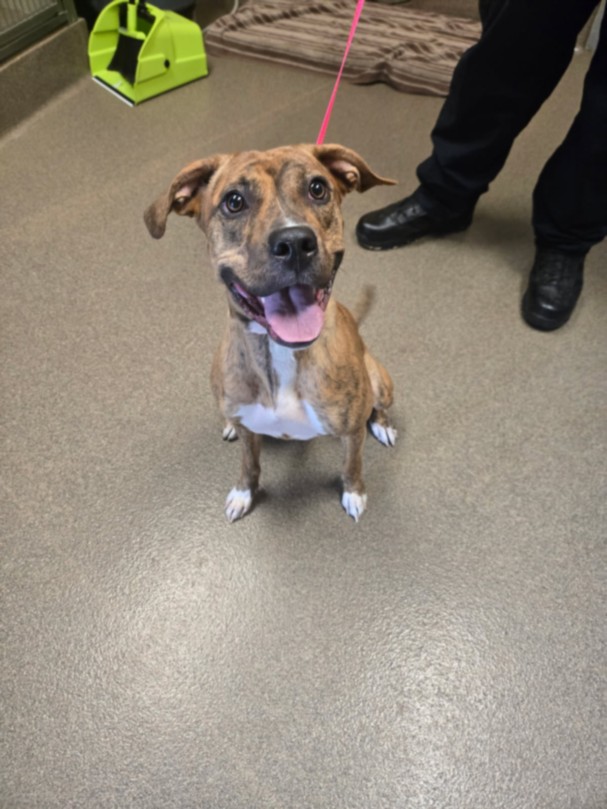 Shelter Stray Female Dog last seen Near BLOCK N HILLSIDE AVE, WICHITA KS 67214, 3303 N Hillside St, Wichita, KS 67219, USA