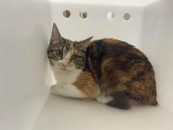 Shelter Stray Unknown Cat last seen Near BLOCK S 31ST ST, 3839 W Burnham St, West Milwaukee, WI 53215, USA
