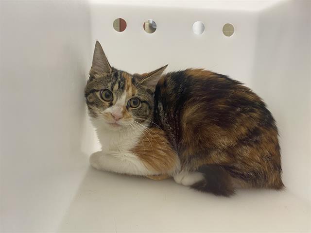 Shelter Stray Unknown Cat last seen Near BLOCK S 31ST ST, 3839 W Burnham St, West Milwaukee, WI 53215, USA