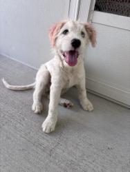 Reunited Male Dog last seen Near Cannon Ball Dr, Spring, TX 77380, USA, Spring, TX 77380