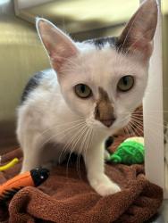 Shelter Stray Female Cat last seen Near BLOCK E 88TH AVE BLDG 1, 12155 Park Blvd, Brighton, CO 80601, USA
