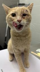 Shelter Stray Male Cat last seen Near, 2600 S Harding St, Indianapolis, IN 46221, USA