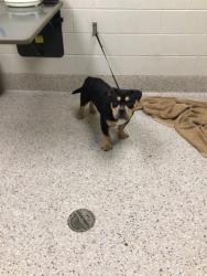 Shelter Stray Male Dog last seen ALBION DR/MURIEL PL, 12155 Park Blvd, Brighton, CO 80601, USA