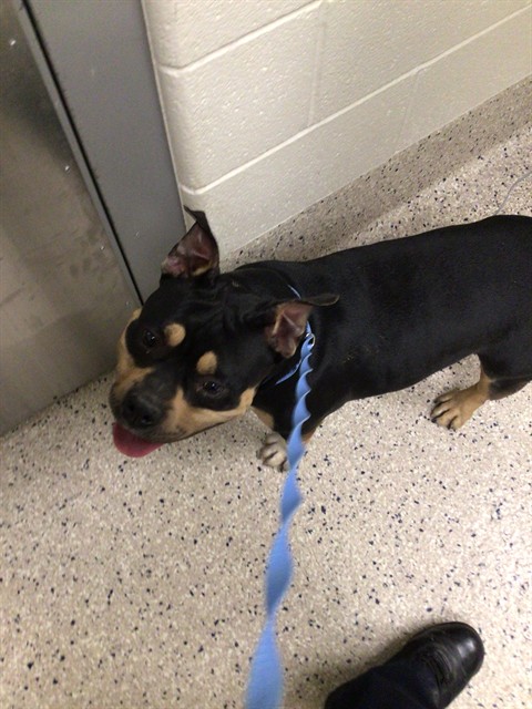 Shelter Stray Female Dog last seen ALBION DR/MURIEL PL, 12155 Park Blvd, Brighton, CO 80601, USA