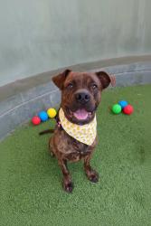 Shelter Stray Male Dog last seen , 14409 Vanowen St, Van Nuys, CA 91405, USA