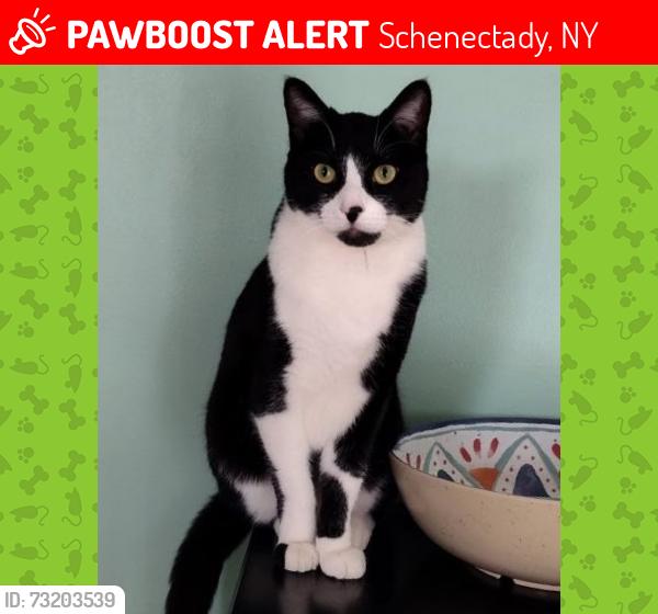 Lost Male Cat last seen Becker St, Schenectady, NY 12304