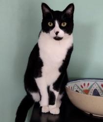 Lost Male Cat last seen Becker St, Schenectady, NY 12304