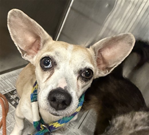 Shelter Stray Female Dog last seen , 14409 Vanowen St, Van Nuys, CA 91405, USA
