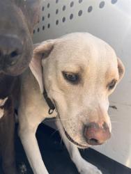 Shelter Stray Male Dog last seen Near BLK DANIELS, BAKERSIELD CA, 201 S Mt Vernon Ave, Bakersfield, CA 93307, USA